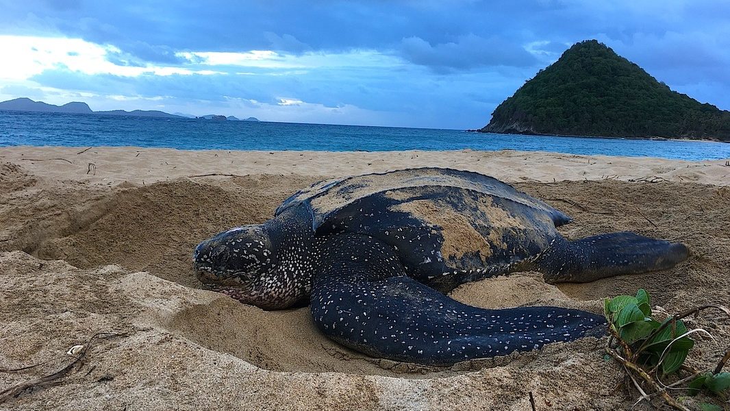 Grenada Nesting Turtles