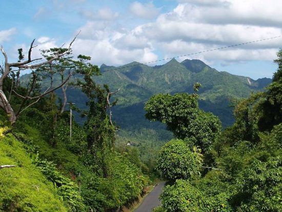 Grenada's Lush Rainforest Scenic Drives