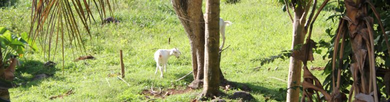 Home Hospitality header