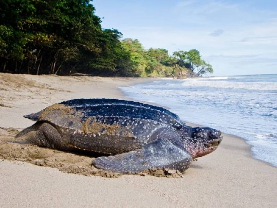 Levera Beach Leatherback