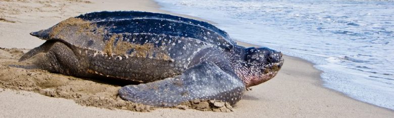 Levera Beach Leatherback turtles