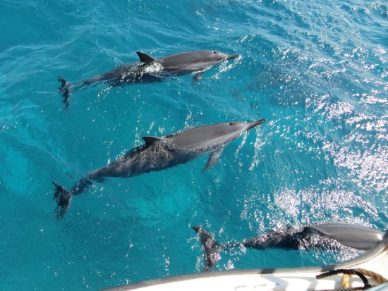 Whale and Dolphin Watching in Grenada